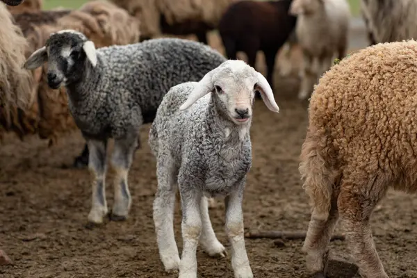 Bir Koyun 'un yakın plan profili. Ön planda odaklanmış, tarlada genç bir kuzu. Yeşil bir çayırda otlayan bir koyun sürüsü.