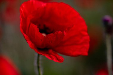 Güneşli bir günde tarlada kırmızı haşhaş çiçeği. Yumuşak odak.