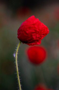Güneşli bir günde tarlada kırmızı haşhaş çiçeği. Yumuşak odak.