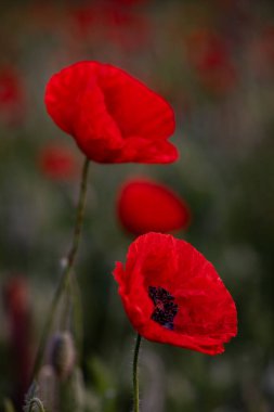 Güneşli bir günde tarlada kırmızı haşhaş çiçeği. Yumuşak odak.