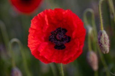 Güneşli bir günde tarlada kırmızı haşhaş çiçeği. Yumuşak odak.