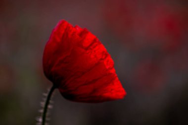 Güneşli bir günde tarlada kırmızı haşhaş çiçeği. Yumuşak odak.