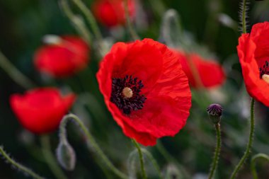 Güneşli bir günde tarlada kırmızı haşhaş çiçeği. Yumuşak odak.