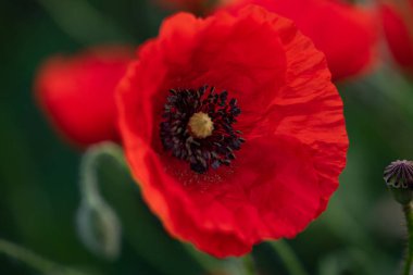 Güneşli bir günde tarlada kırmızı haşhaş çiçeği. Yumuşak odak.