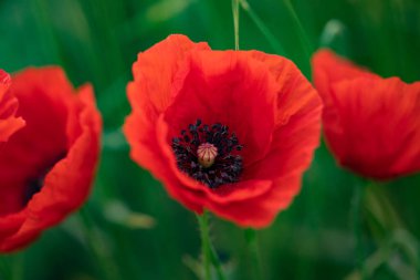 Güneşli bir günde tarlada kırmızı haşhaş çiçeği. Yumuşak odak.