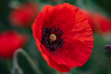 Güneşli bir günde tarlada kırmızı haşhaş çiçeği. Yumuşak odak.