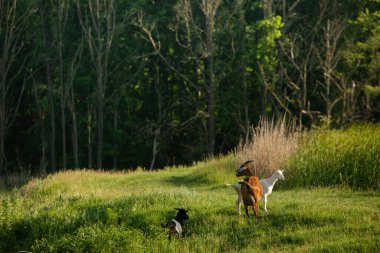 Moldova Cumhuriyeti 'nde güzel ve yeşil doğa manzarası. Moldova 'nın köylerinde inanılmaz yeşil. Yaz en güzel mevsim..