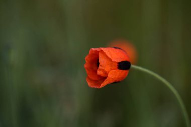 Moldova Cumhuriyeti 'nde güzel ve yeşil doğa manzarası. Moldova 'nın köylerinde inanılmaz yeşil. Yaz en güzel mevsim..
