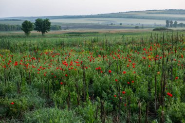 Moldova Cumhuriyeti 'nde güzel ve yeşil doğa manzarası. Moldova 'nın köylerinde inanılmaz yeşil. Yaz en güzel mevsim..