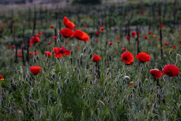 Moldova Cumhuriyeti 'nde güzel ve yeşil doğa manzarası. Moldova 'nın köylerinde inanılmaz yeşil. Yaz en güzel mevsim..