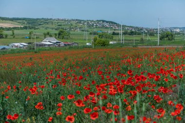 Moldova Cumhuriyeti 'nde güzel ve yeşil doğa manzarası. Moldova 'nın köylerinde inanılmaz yeşil. Yaz en güzel mevsim..
