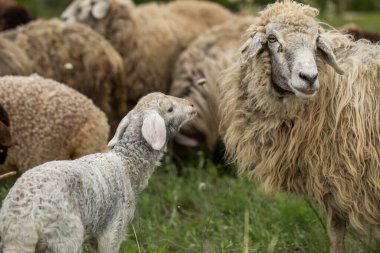 Yeşil Çayırdaki Bir Koyun Koyununun Yakın Portresi.