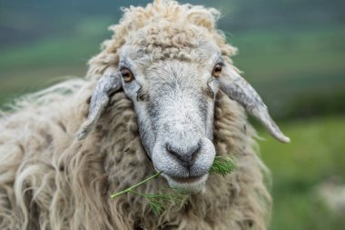 Yeşil Çayırdaki Bir Koyun Koyununun Yakın Portresi.