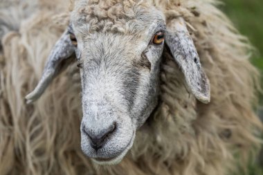 Yeşil Çayırdaki Bir Koyun Koyununun Yakın Portresi.