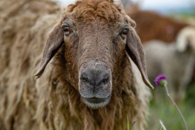 Yeşil Çayırdaki Bir Koyun Koyununun Yakın Portresi.