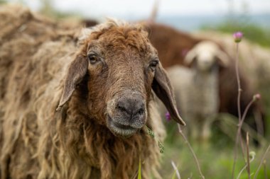 Yeşil Çayırdaki Bir Koyun Koyununun Yakın Portresi.