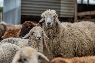 Yeşil Çayırdaki Bir Koyun Koyununun Yakın Portresi.
