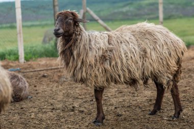 Yeşil Çayırdaki Bir Koyun Koyununun Yakın Portresi.