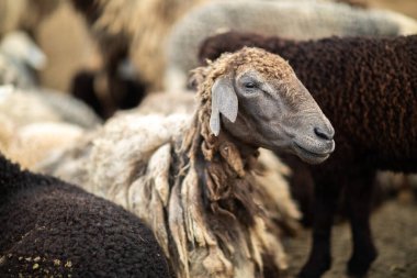 Yeşil Çayırdaki Bir Koyun Koyununun Yakın Portresi.