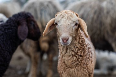 Yeşil Çayırdaki Bir Koyun Koyununun Yakın Portresi.