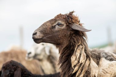 Yeşil Çayırdaki Bir Koyun Koyununun Yakın Portresi.