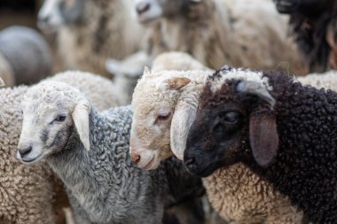 Yeşil Çayırdaki Bir Koyun Koyununun Yakın Portresi.