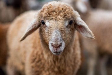 Yeşil Çayırdaki Bir Koyun Koyununun Yakın Portresi.