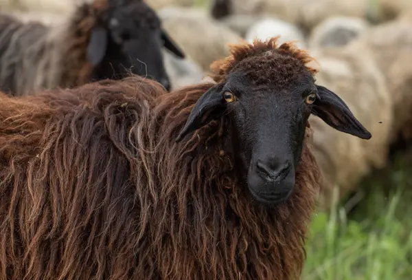 Yeşil Çayırdaki Bir Koyun Koyununun Yakın Portresi.