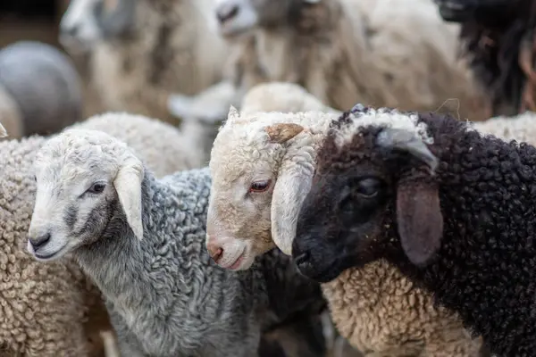 Yeşil Çayırdaki Bir Koyun Koyununun Yakın Portresi.