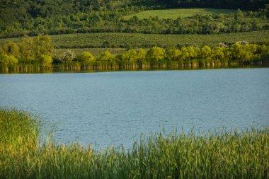 Moldova Cumhuriyeti 'nde güzel ve yeşil doğa manzarası. Yazın Moldova köylerinde inanılmaz yeşil.