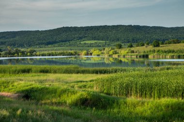 Moldova Cumhuriyeti 'nde güzel ve yeşil doğa manzarası. Yazın Moldova köylerinde inanılmaz yeşil.