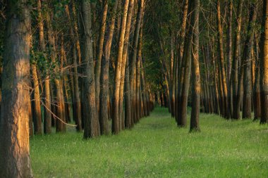 Moldova Cumhuriyeti 'nde güzel ve yeşil doğa manzarası. Yazın Moldova köylerinde inanılmaz yeşil.