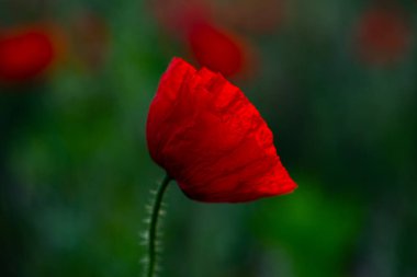 Tarlada haşhaş çiçeğinin makro fotoğrafı. Bahçedeki gelincikler.