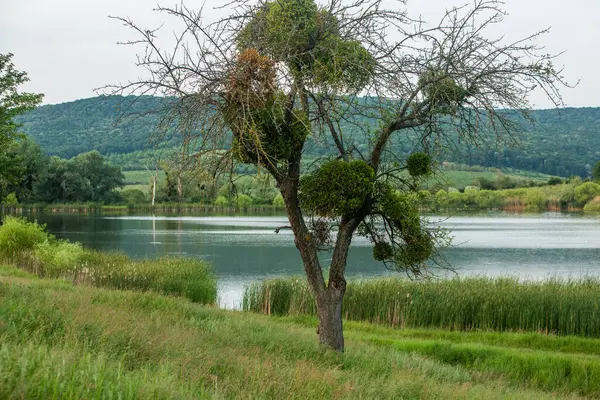 Moldova Cumhuriyeti 'nde güzel ve yeşil doğa manzarası. Yazın Moldova köylerinde inanılmaz yeşil.