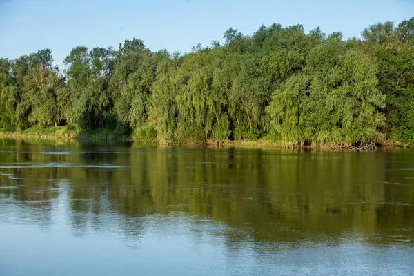 Moldova Cumhuriyeti 'nde güzel ve yeşil doğa manzarası. Yazın Moldova köylerinde inanılmaz yeşil.