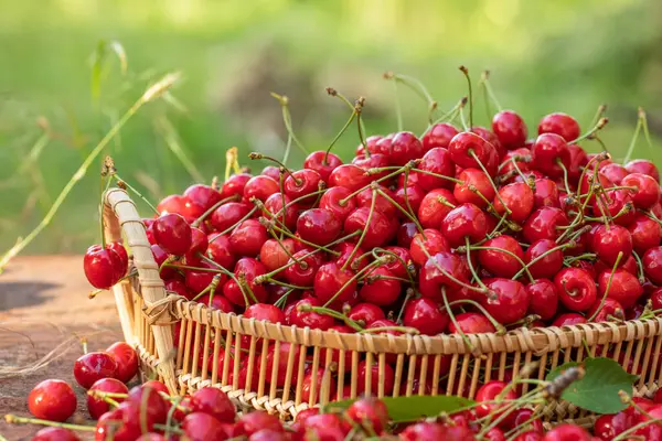 Bahçedeki bir kasede ağaçtan taze koparılmış kırmızı kirazlar.