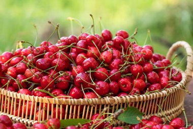 Bahçedeki bir kasede ağaçtan taze koparılmış kırmızı kirazlar.