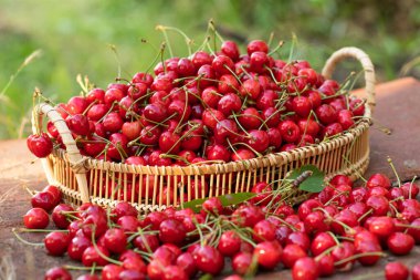 Bahçedeki bir kasede ağaçtan taze koparılmış kırmızı kirazlar.