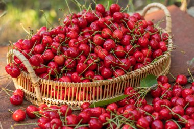 Bahçedeki bir kasede ağaçtan taze koparılmış kırmızı kirazlar.