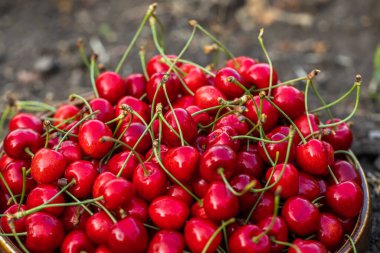 Bahçedeki bir kasede ağaçtan taze koparılmış kırmızı kirazlar.