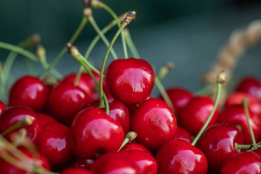 Bahçedeki bir kasede ağaçtan taze koparılmış kırmızı kirazlar.
