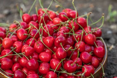 Ağaçtan toplanmış taze kirazlar. Baharın en sevdiği kiraz kokulu kiraz.