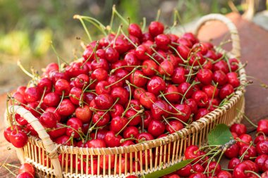 Ağaçtan toplanmış taze kirazlar. Baharın en sevdiği kiraz kokulu kiraz.