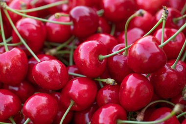 Ağaçtan toplanmış taze kirazlar. Baharın en sevdiği kiraz kokulu kiraz.