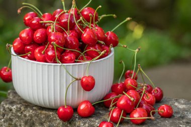 Ağaçtan toplanmış taze kirazlar. Baharın en sevdiği kiraz kokulu kiraz.