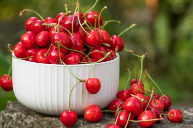 Ağaçtan toplanmış taze kirazlar. Baharın en sevdiği kiraz kokulu kiraz.