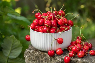 Ağaçtan toplanmış taze kirazlar. Baharın en sevdiği kiraz kokulu kiraz.