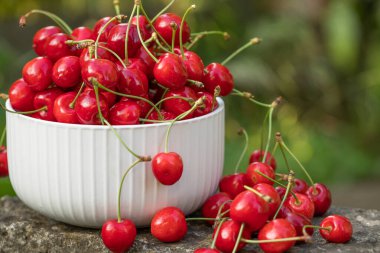Ağaçtan toplanmış taze kirazlar. Baharın en sevdiği kiraz kokulu kiraz.