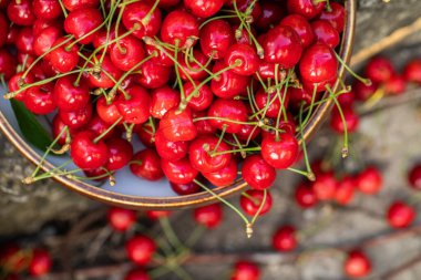 Ağaçtan toplanmış taze kirazlar. Baharın en sevdiği kiraz kokulu kiraz.