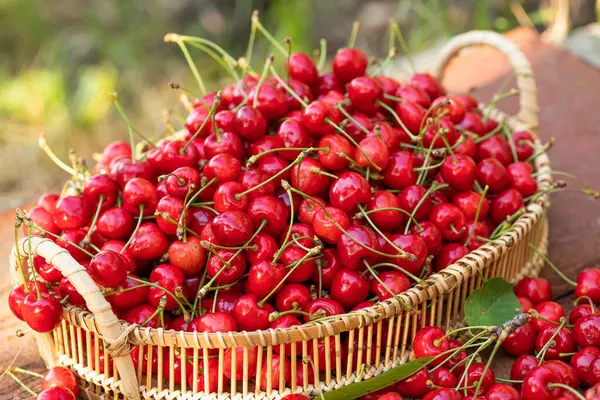 Ağaçtan toplanmış taze kirazlar. Baharın en sevdiği kiraz kokulu kiraz.